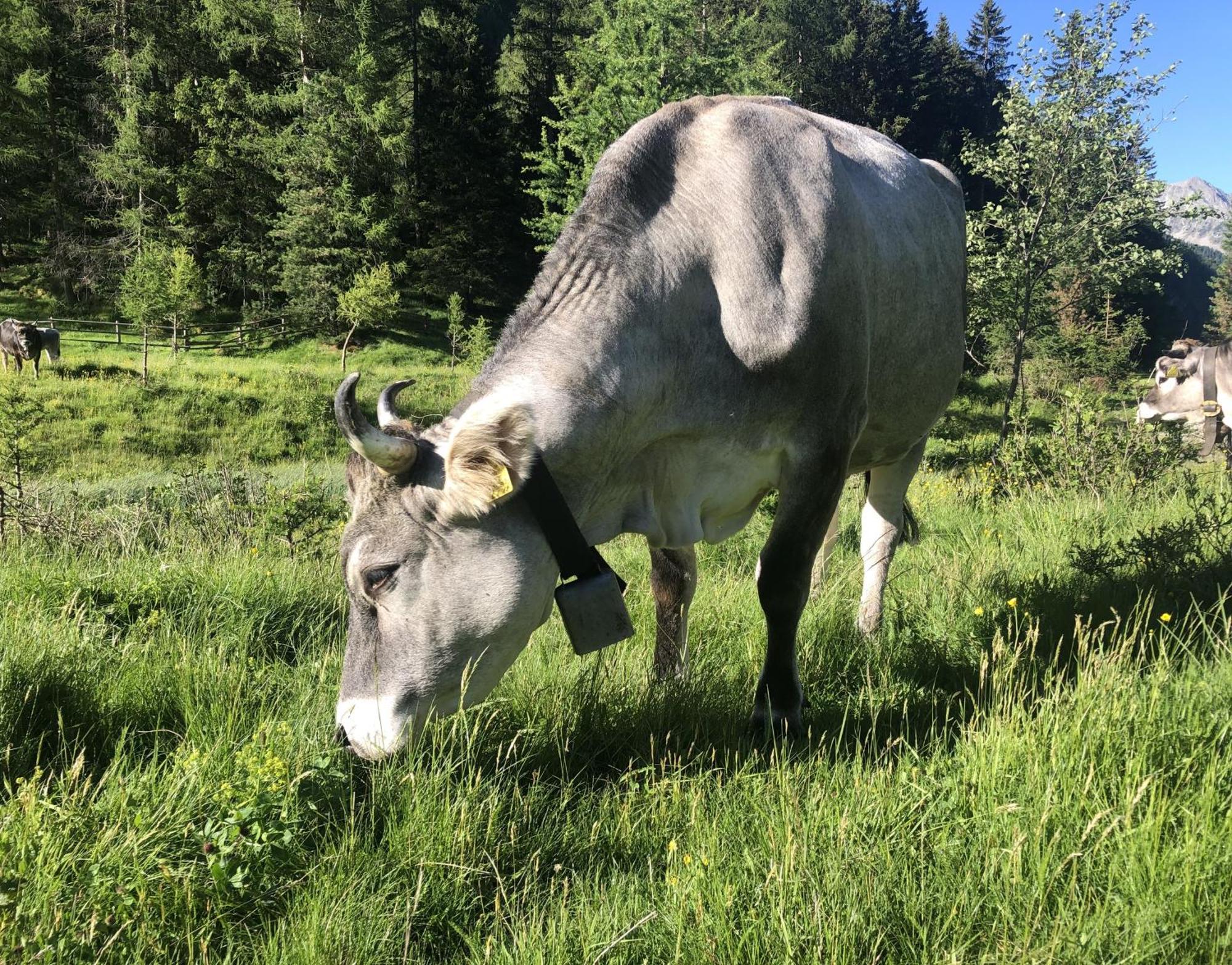 Ferienwohnung Urlaub auf dem Feichterhof Rein in Taufers Exterior foto